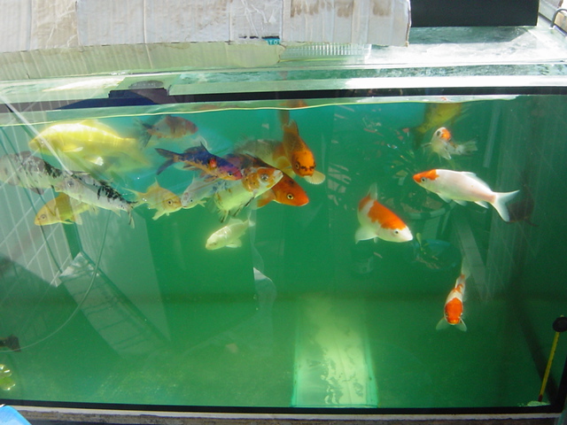 鱼为什么会把尾巴露出水面,鱼为啥总浮出水面呼吸