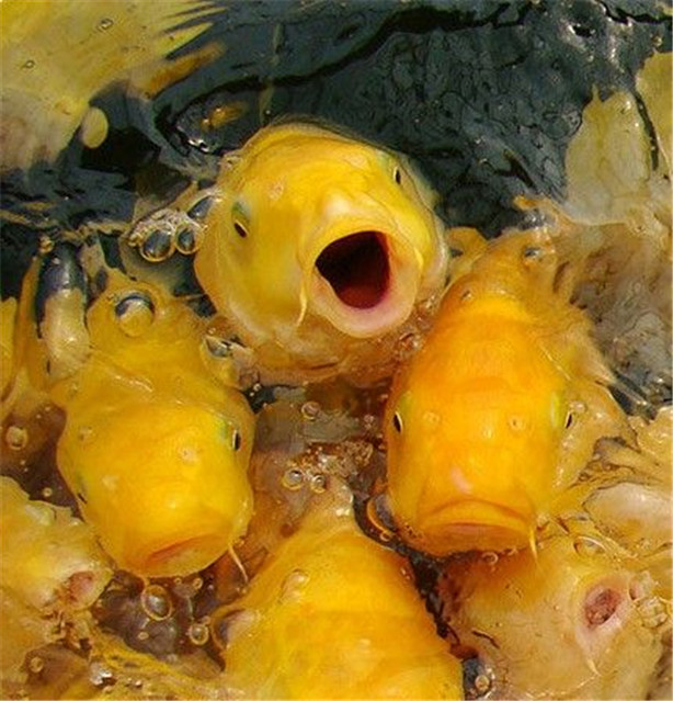 鱼为什么会把尾巴露出水面,鱼为啥总浮出水面呼吸