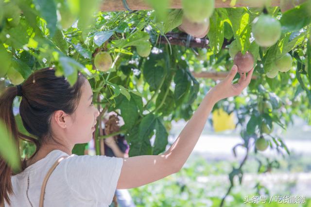 高明可以摘水果的农庄,高明60亩农庄