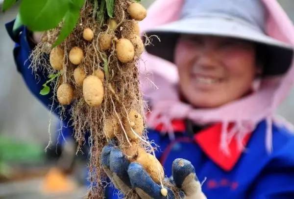 国家推进马铃薯主粮化影响,中国农业经历了几次主粮改革