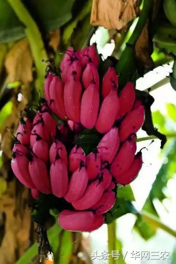 缅甸特产吃过3种算你牛？台州土特产出名啦看看有没有你老家的？网购的土特产都是家乡的味道？忻州特产？