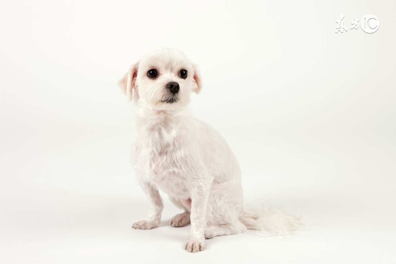 十狗九不易属狗的人命都苦吗,几月份生的属狗人聪明