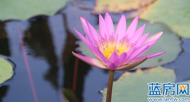 厦门海湾公园蓝眼泪最佳观赏时间,厦门看海滩哪里最好
