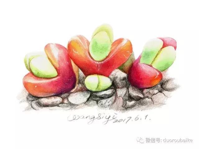 寻找最美中国绘画作品,寻找中国最美多肉手绘