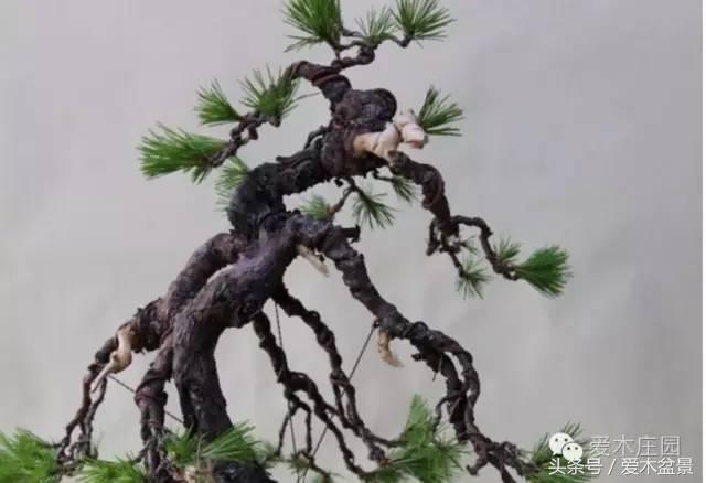 爱木盆景｜文人树《神仙》改作实录，小林国雄亲自示范松树盆景整型，艺术无国界，好的我们需要学习