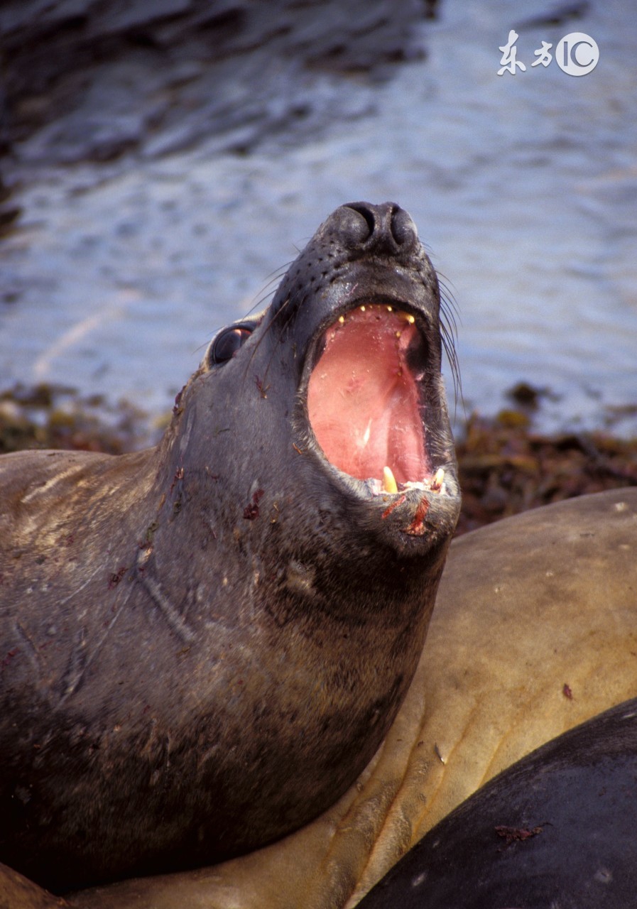 大人们忘记了，男人们不知道，我们小姑娘的辫子被扎太紧了有多疼