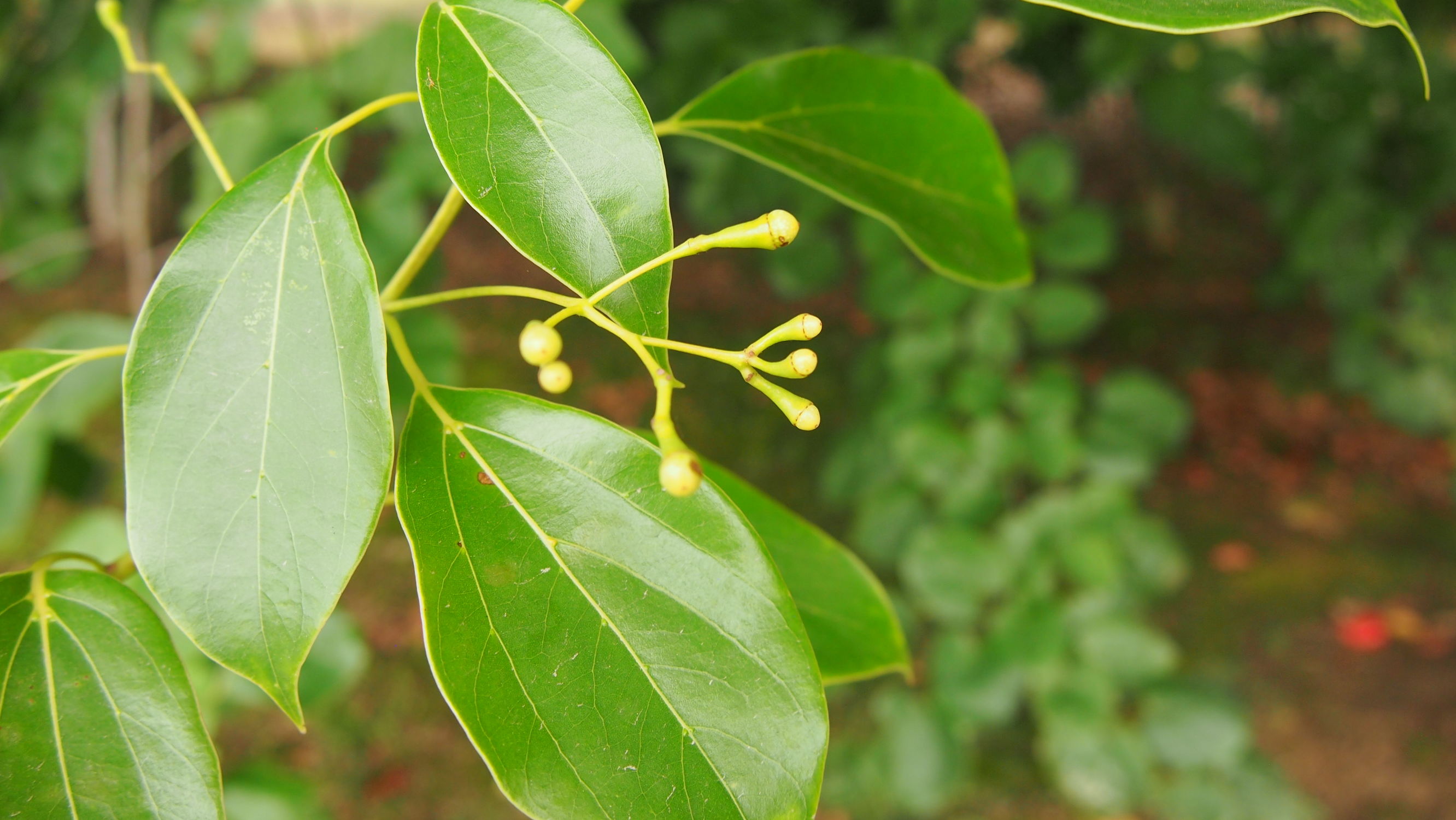 樟名字解读,樟字名字含义