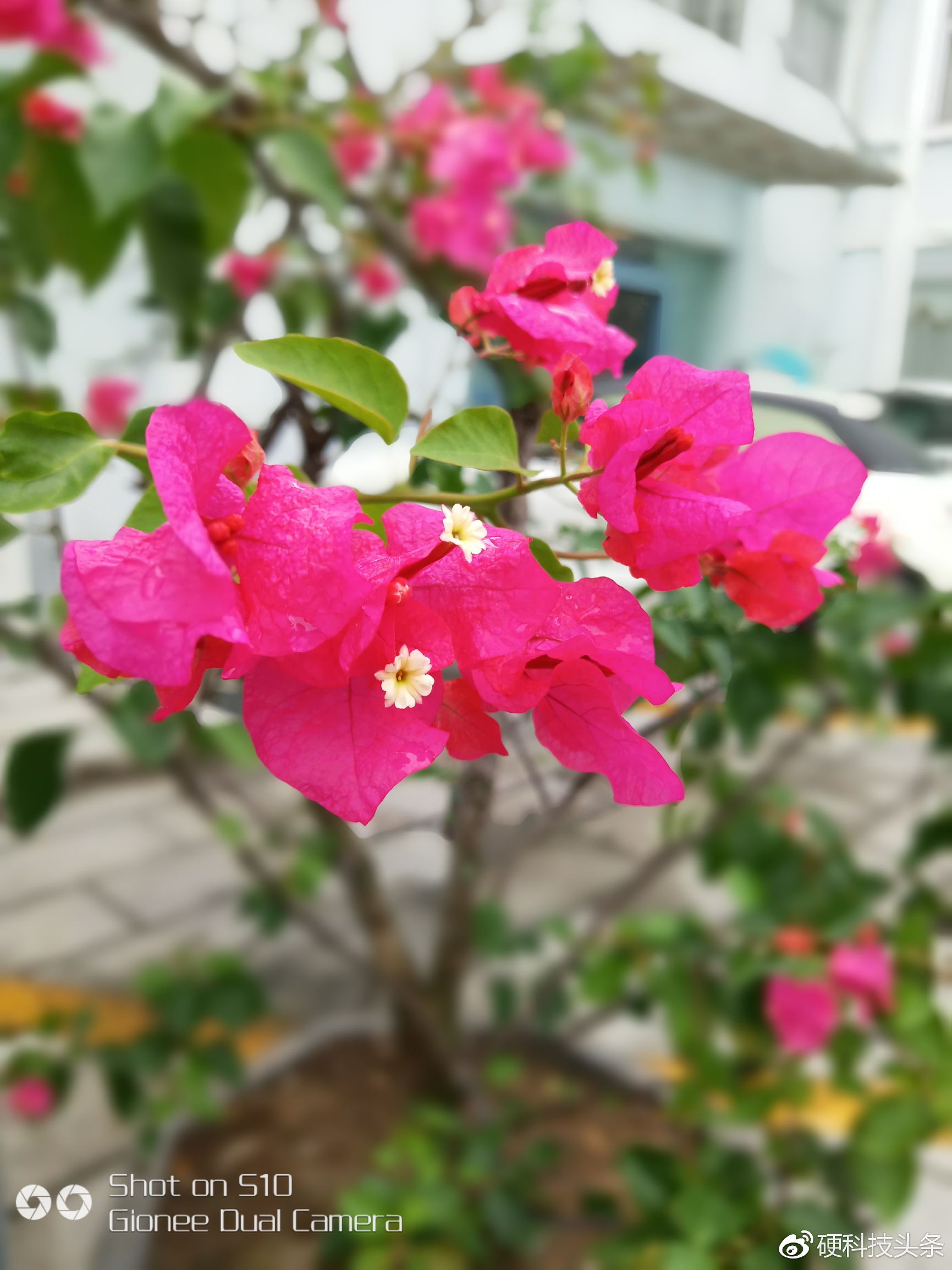 薛之谦的金立s10,薛之谦金立s10