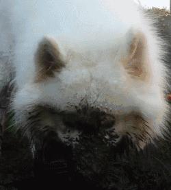 萨摩耶跟二哈哪个好养,二哈和萨摩耶哪个好养