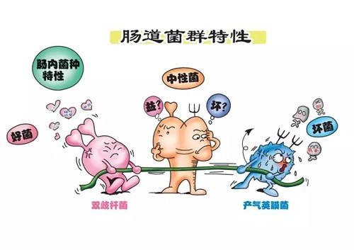 2个月益生菌怎么吃才正确崔玉涛,崔玉涛推荐的益生菌是真的吗