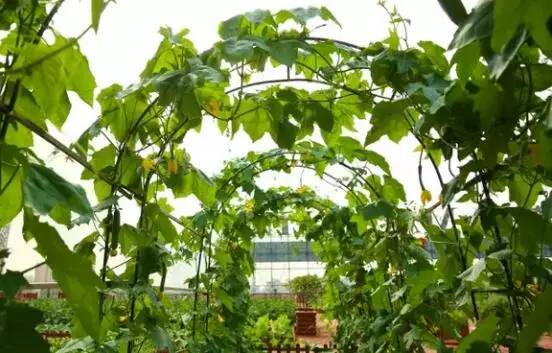 龙湖即将开业的项目,重庆龙湖九龙仓