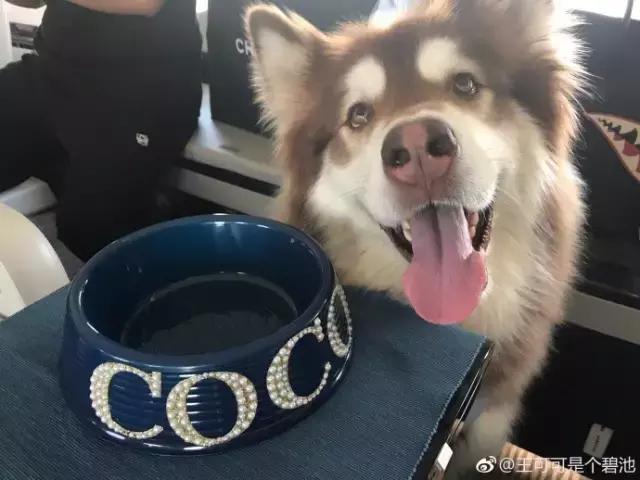 王思聪的狗坐私人飞机这和10多万的狗链比算什么？