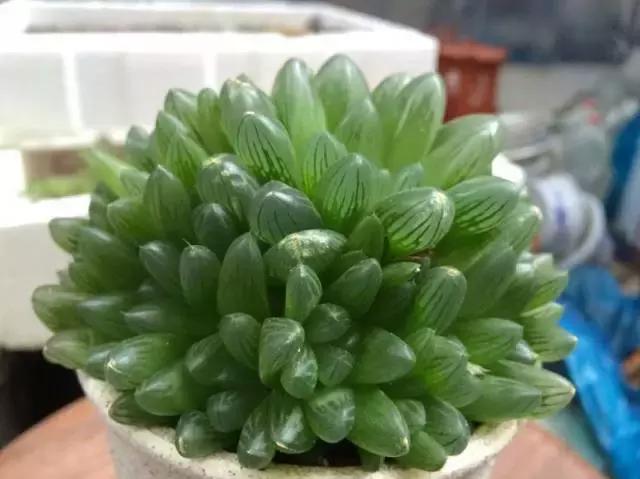 十二卷多肉植物怎么养,十二卷多肉如何养根