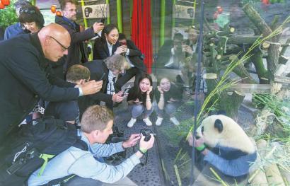 柏林动物园大熊猫娇庆和梦梦图片,旅德大熊猫娇庆和梦梦
