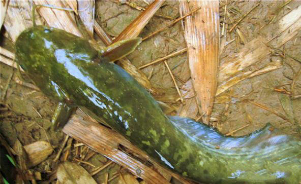 鲶鱼很聪明吗,鲶鱼可以一年四季钓吗