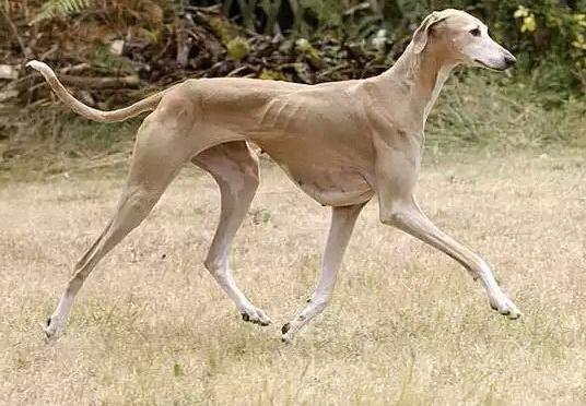 最贵的温顺的不掉毛的宠物狗,全国最贵的小型宠物狗是哪种