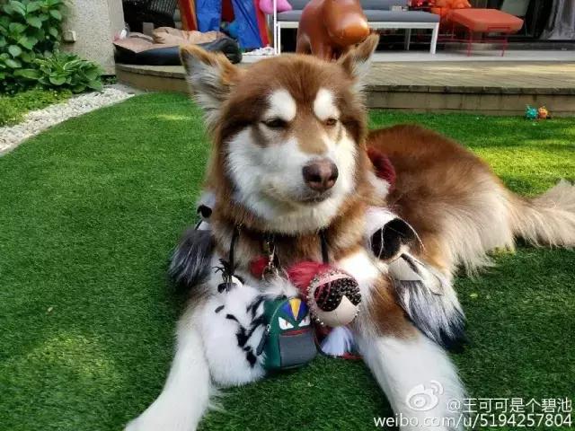 王思聪的狗坐私人飞机这和10多万的狗链比算什么？