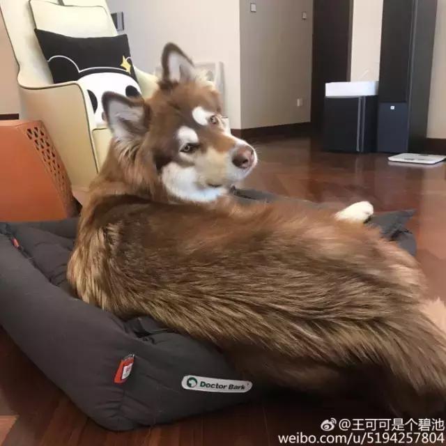 王思聪的狗坐私人飞机这和10多万的狗链比算什么？