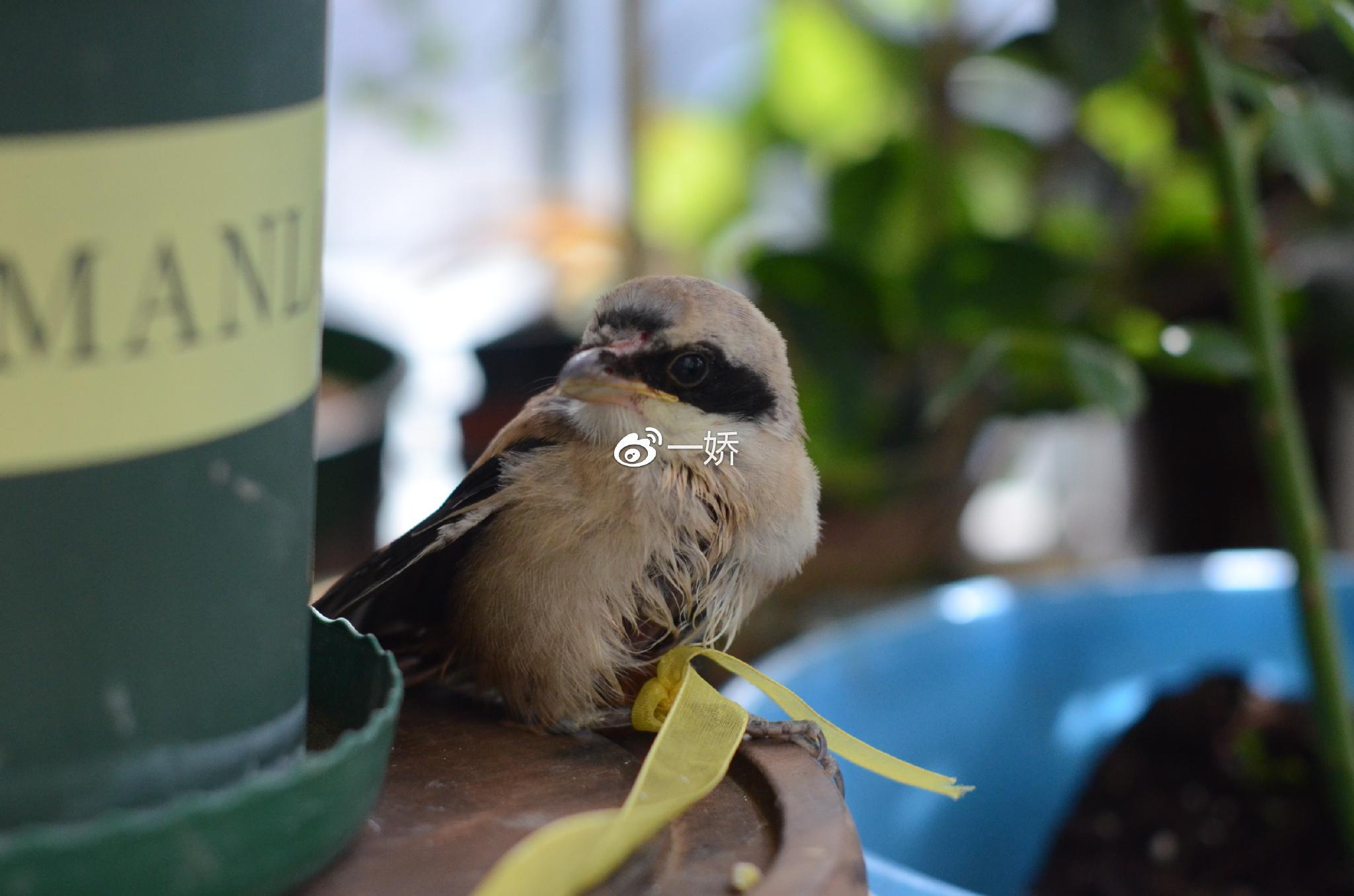 野外捡来的雏鸟拿什么给它吃,野外捡来的小鸟怎么给他喂食