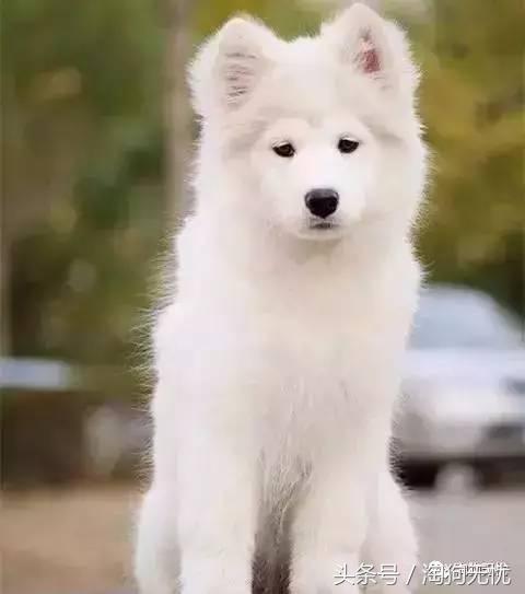 所有的狗狗都有尴尬期吗,科普狗狗知识