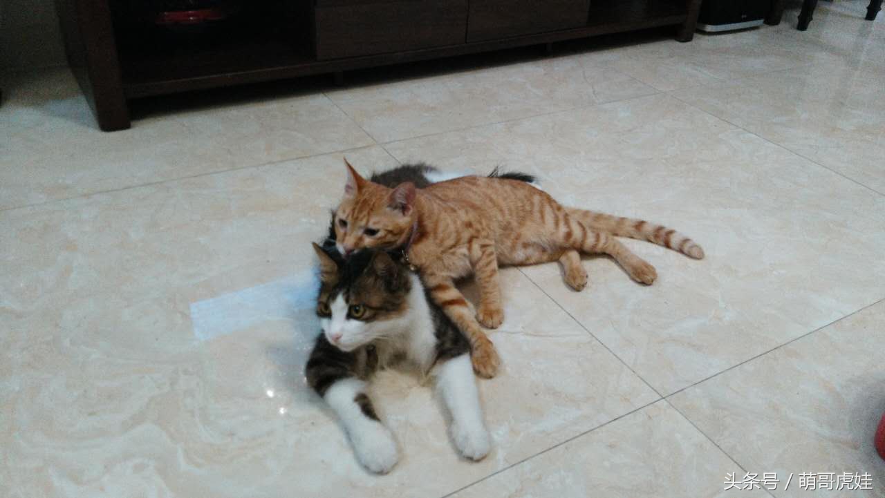 谁说天上不能掉馅饼，坐在家里也能被空降的喵星人砸中，命中注定就是铲屎官