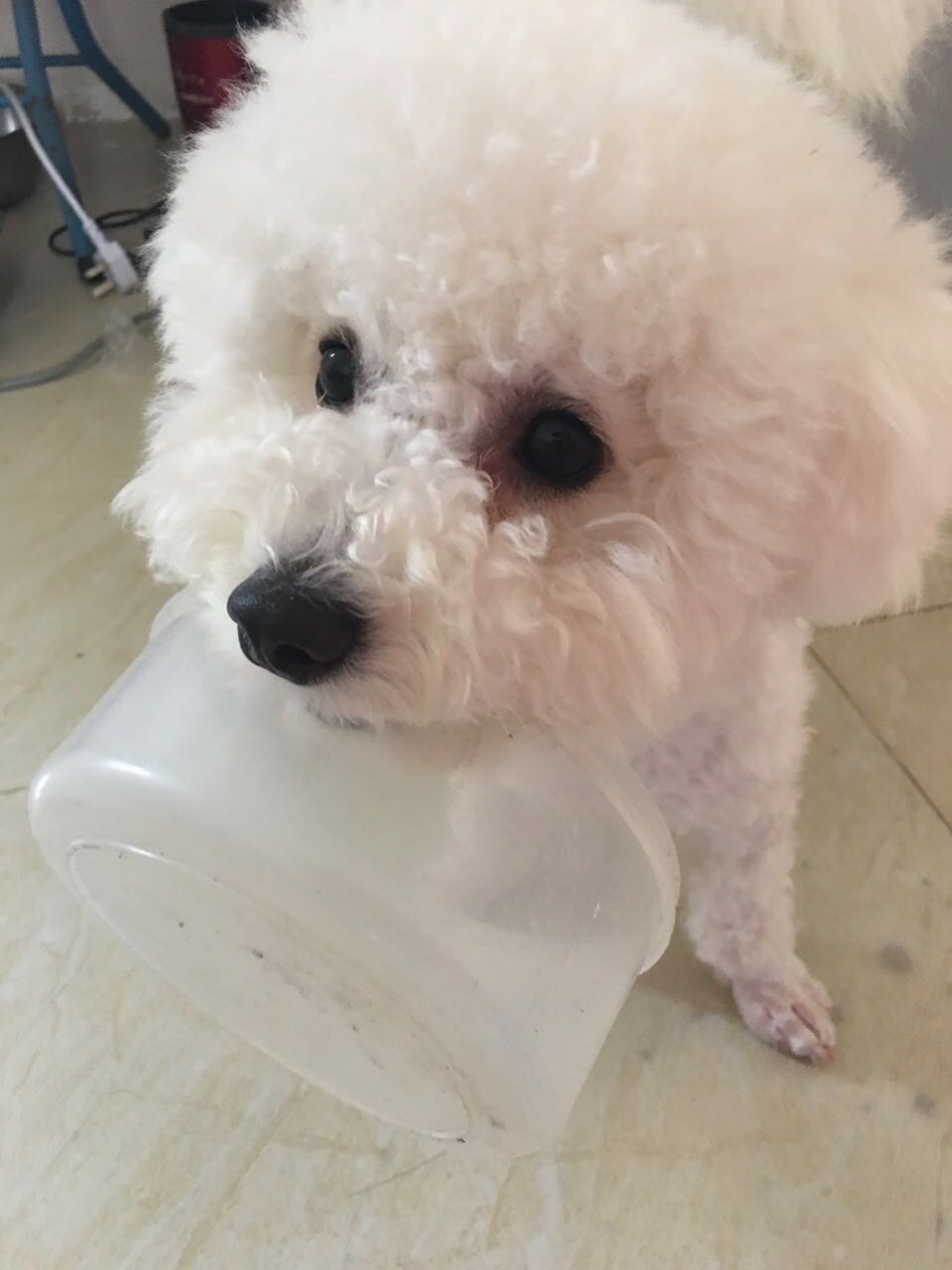 怎么自制比熊狗粮可以长期吃,怎么自制比熊狗粮简单方法