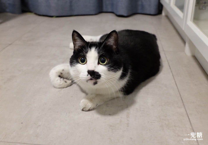 我和大熊去散步,我和大熊搭档完整视频