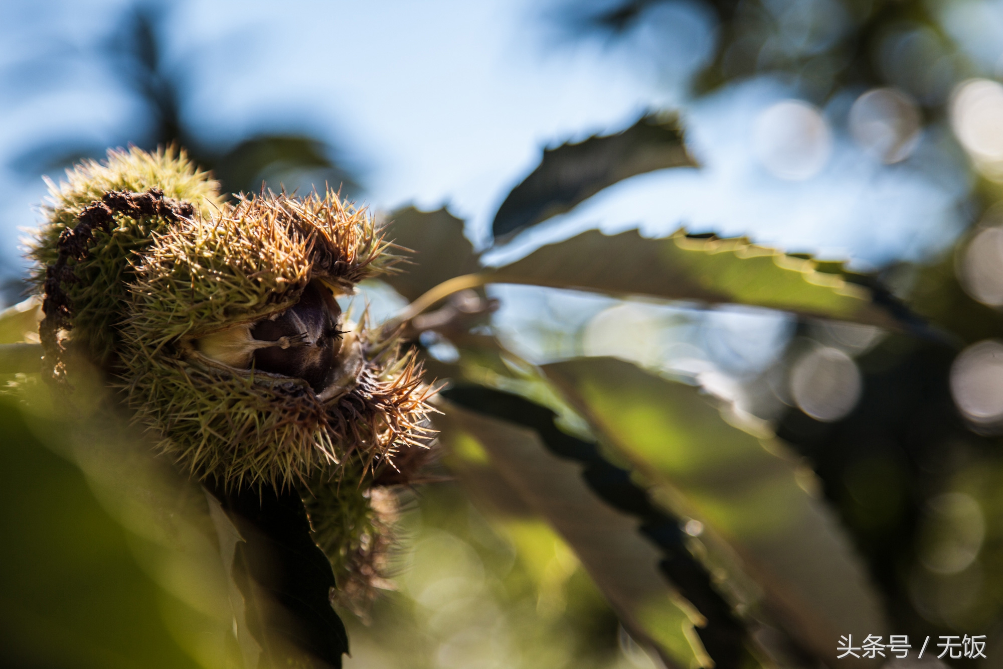 21cake营销策略研究,21cake烘焙