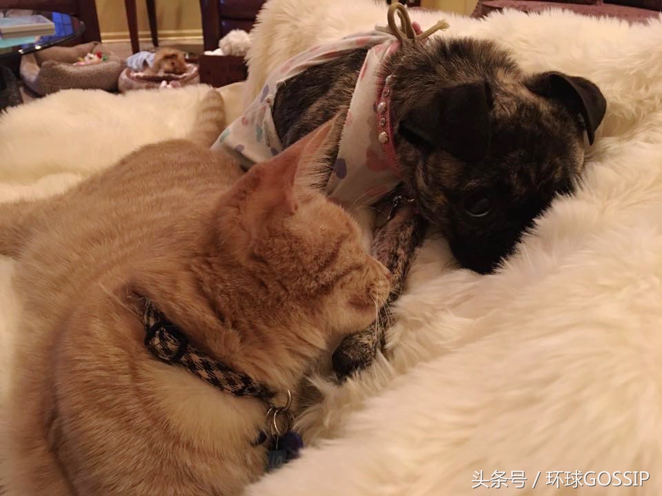 橘猫和吉娃娃谁厉害,橘猫和吉娃娃打架