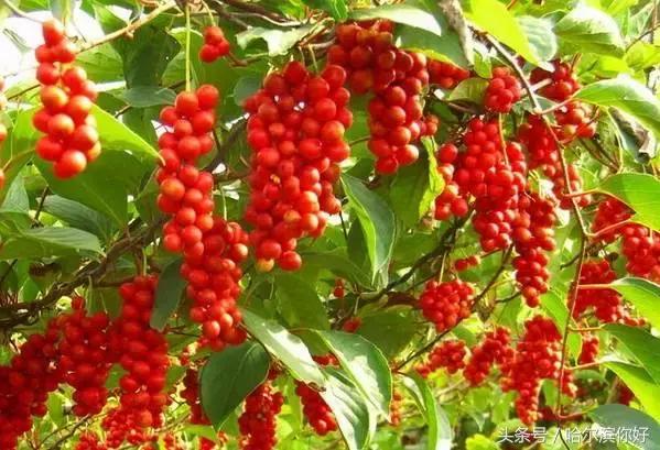 哈尔滨尚志未来5年规划,哈尔滨尚志最新规划