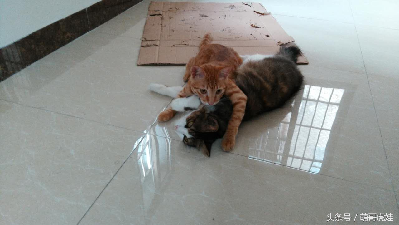 铲屎的把喵星人当孩子养，逢年过节都给大红包，每年的红包钱都存起来捐给寺庙帮小猫求平安