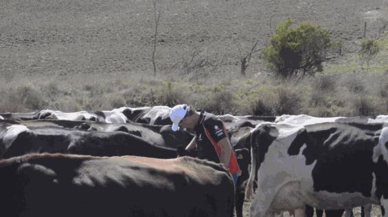 别买错了这5种奶并非真牛奶,超市这四种假牛奶不能买