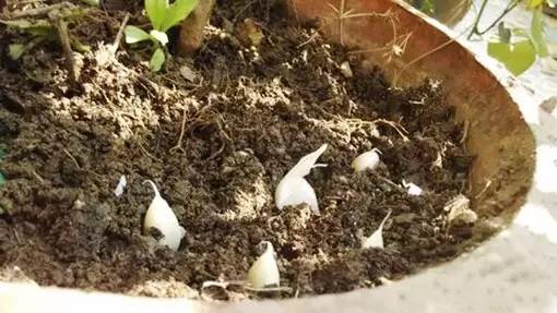 重庆小面的做法教程新手零基础学,你知道重庆小面有多少种调料