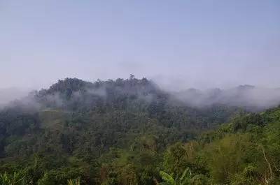 六大茶山的茶特点,六大茶山为什么茶那么好