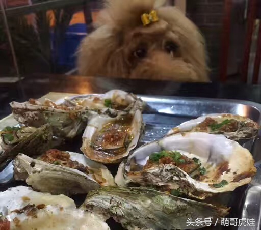 巨型泰迪不仅很拉风还是个小土豪，网友表示：投胎真是个技术活，突然觉得人不如汪