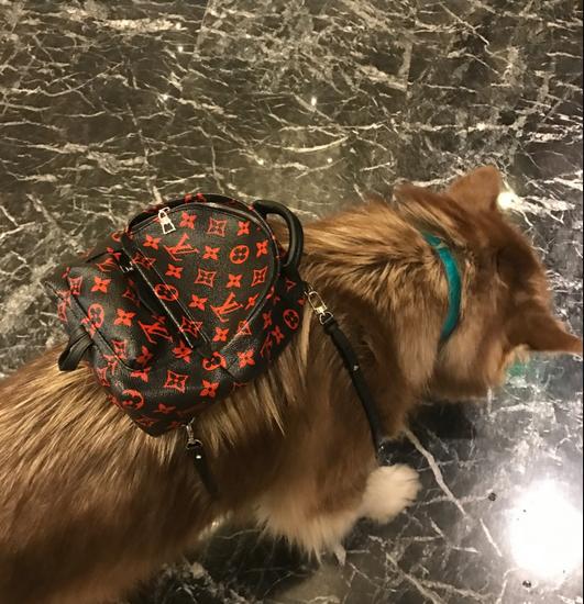 狗界奢侈品,金毛王可可