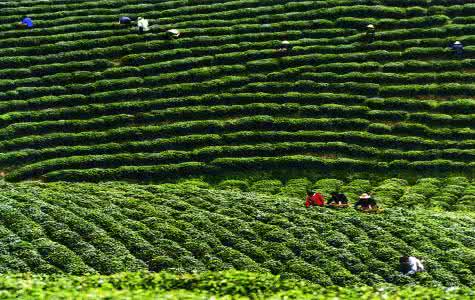 重庆各区必去的景点推荐,重庆的景点必游排名