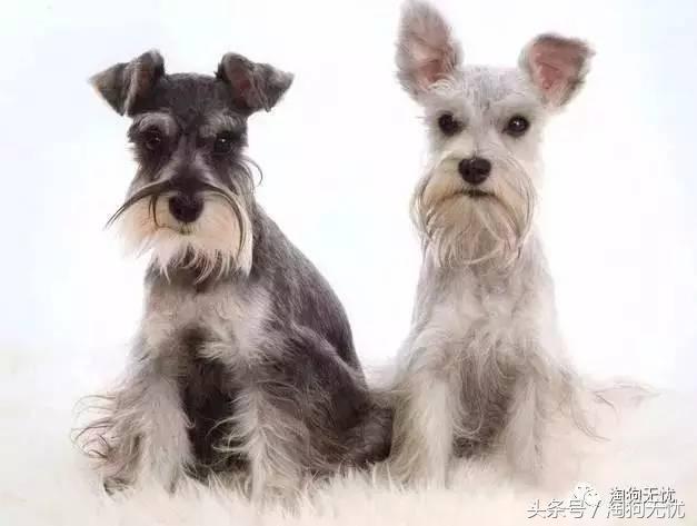 所有的狗狗都有尴尬期吗,科普狗狗知识