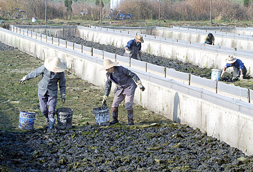 养殖蚂蟥的收益如何,广西养殖蚂蟥致富