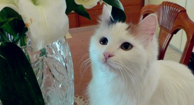 怎么防止猫咪应激伤人,猫咪中毒的解毒法