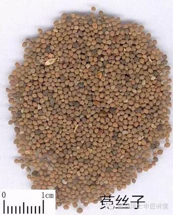 菟丝子女性不孕怎么吃,菟丝子功效对女性不孕有帮助吗