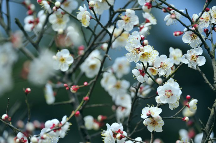 赏梅的正当时候,最是一年春光好踏春赏梅正当时