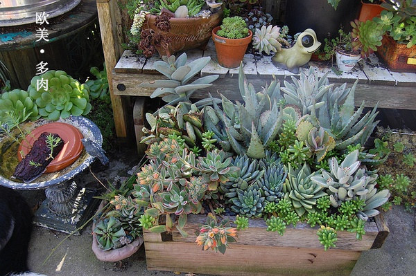 多肉张狂起来,狂野型多肉