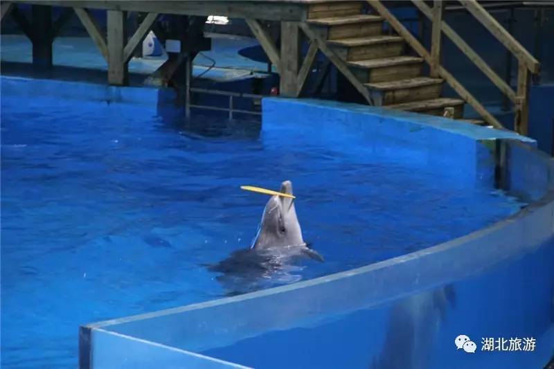 武汉海昌极地海洋公园一日游日记,一日一景看地球