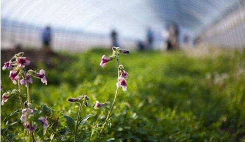 延庆永宁镇有哪里好玩,延庆永宁镇有什么特色