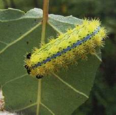那些你不知道的益虫,虫害防治最简单的办法
