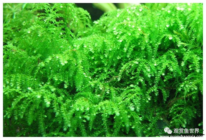 莫斯水草黑褐色,粉色莫丝水草