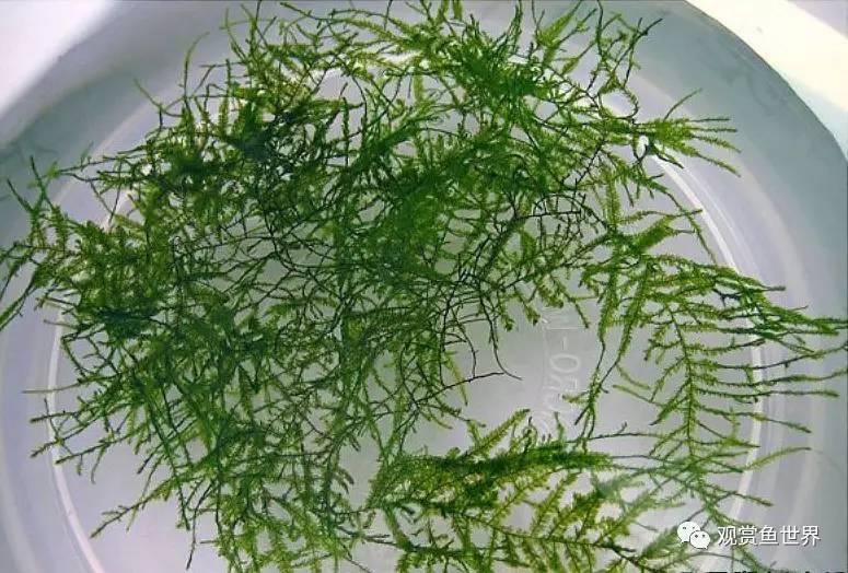 莫斯水草黑褐色,粉色莫丝水草