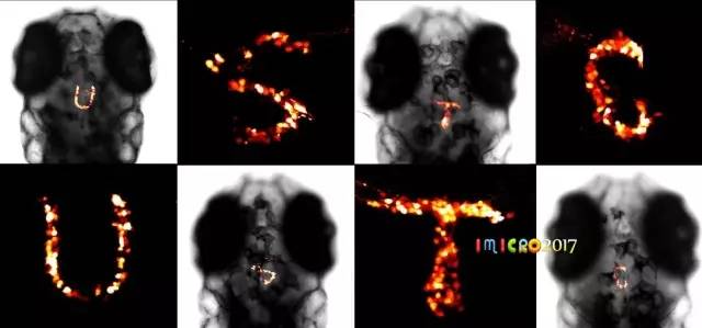 显微镜奇妙世界,显微镜下的奇妙世界视频