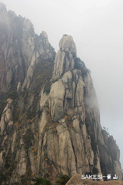 金毛萨克斯,金毛挑战全部视频